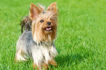 Yorkshire terrier